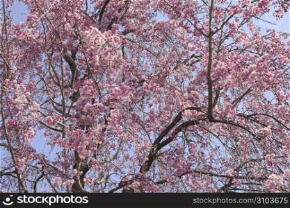 Weeping cherry blossoms