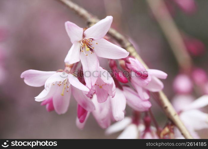 Weeping cherry tree