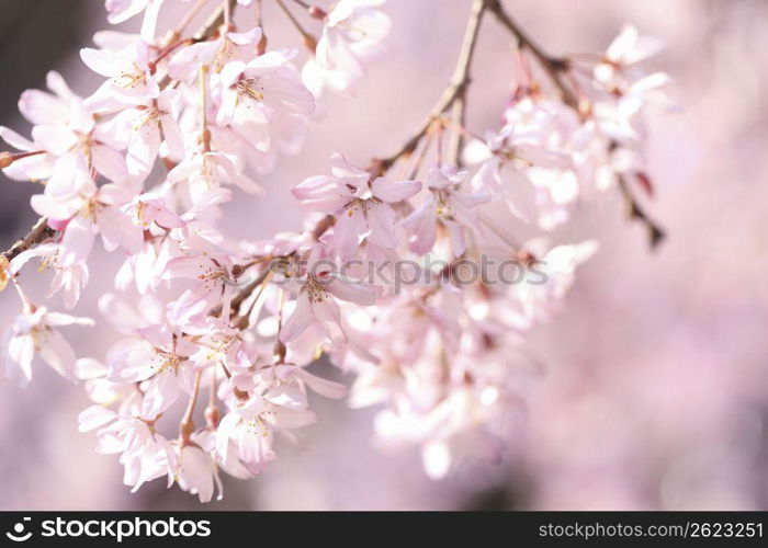 Weeping cherry tree