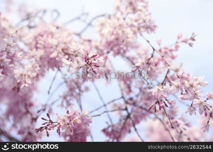 Weeping cherry tree