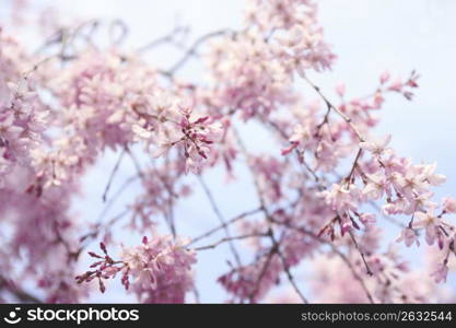 Weeping cherry tree