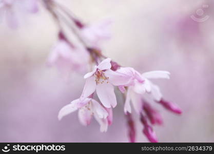 Weeping cherry tree