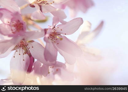 Weeping cherry tree