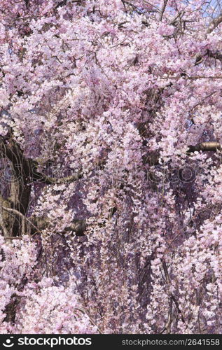 Weeping cherry tree