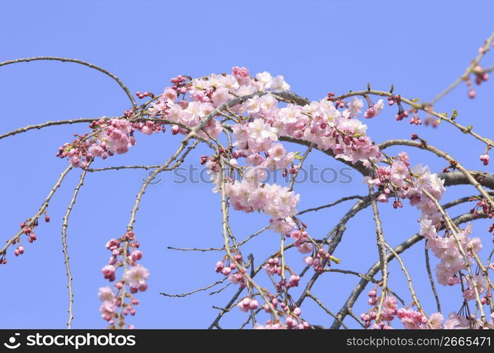 Weeping cherry tree