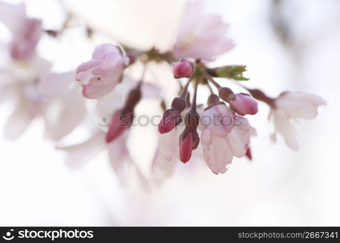 Weeping cherry tree