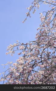 Weeping cherry tree