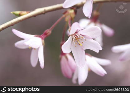 Weeping cherry tree