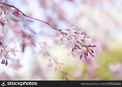 Weeping cherry tree