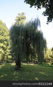 Weeping Willow in the city park