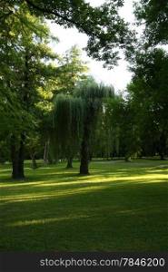 Weeping Willow in the city park