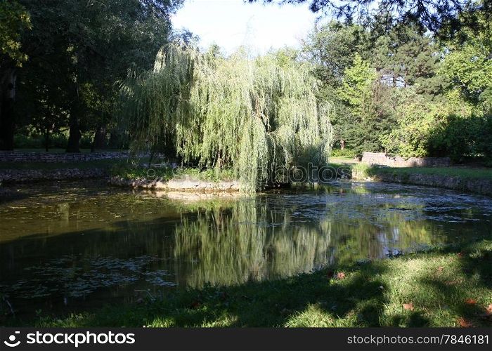 Weeping Willow on islet in the pond in the city park