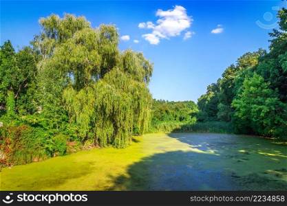 Weeping willow on pond, covered with duckweed. Weeping willow on pond