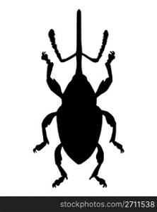 Weevil (Curculio nucum)