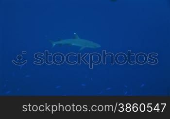 Wei?spitzen-Riffhai (Triaenodon obesus),whitetip shark, im Meer.