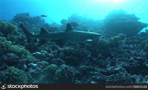 Wei?spitzen-Riffhai (Triaenodon obesus),whitetip shark, im Meer.