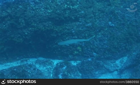 Wei?spitzen-Riffhai (Triaenodon obesus),whitetip shark, im Meer.