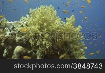 Weichkorallen im Riff.