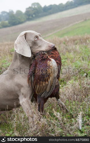 Weimeraner Retrieving A Pheasant On A Game Shoot