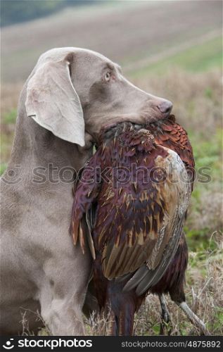 Weimeraner Retrieving A Pheasant On A Game Shoot