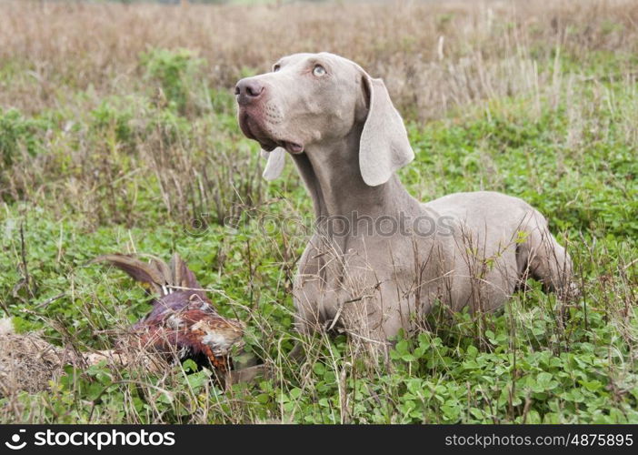 Weimeraner Retrieving A Pheasant On A Game Shoot