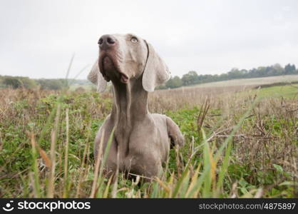 Weimeraner Retrieving A Pheasant On A Game Shoot