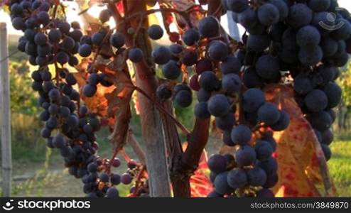 Weintrauben an Rebe (Toskana)
