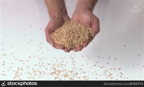 Weizen fSllt in die gefalteten HSnde