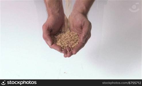 Weizen fSllt in gefaltete HSnde