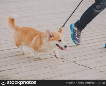 Welsh corgi dog on run with owner in morning. High quality photo. Welsh corgi dog on run with owner in morning
