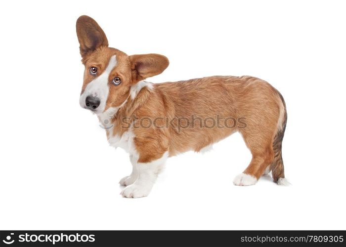 Welsh Corgi dog. Welsh Corgi dog standing and looking at camera, isolated on a white background