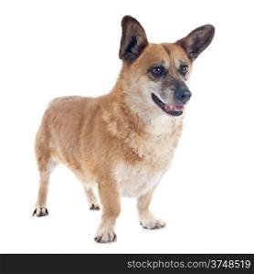 Welsh Corgi in front of white background