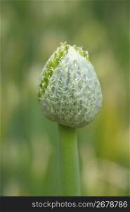 Welsh onion flower head