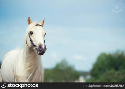 welsh pony cream stallion at sky background