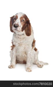 Welsh Springer Spaniel. Welsh Springer Spaniel in front of a white background