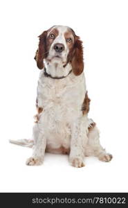 Welsh Springer Spaniel. Welsh Springer Spaniel in front of a white background