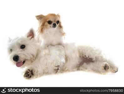west highland terrier and chihuahua in front of white background