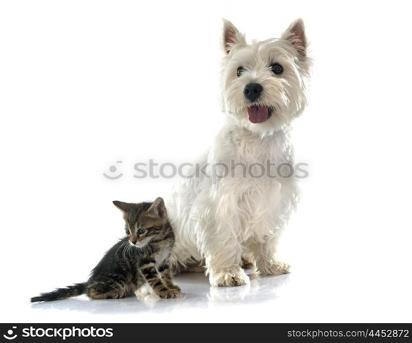 west highland terrier and kitten in front of white background