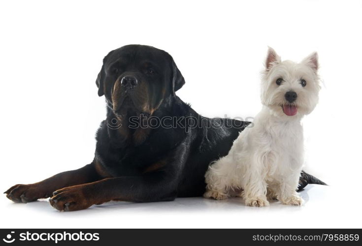 west highland terrier and rottweiler in front of white background