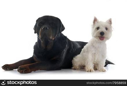 west highland terrier and rottweiler in front of white background