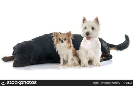 west highland terrier, chihuahua and rottweiler in front of white background