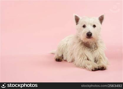 West Highland Terrier Dog In Studio