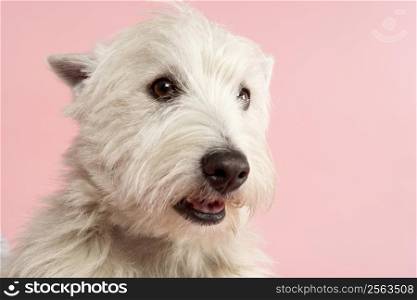 West Highland Terrier Dog In Studio