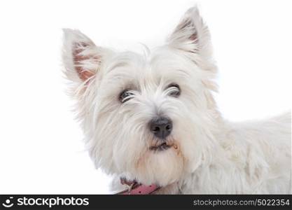 West Highland White Terrier isolated on white