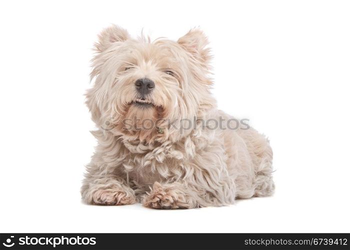 West Highland White Terrier. West Highland White Terrier in front of a white background