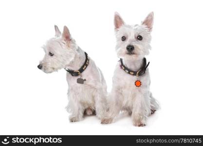 West Highland White Terrier. West Highland White Terrier in front of a white background