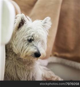 West Highlands dog portrait, square image, close up