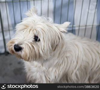 West Highlands Terrier in porttrait, horizontal image