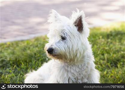 West Highlands Terrier, looking right, horizontal image