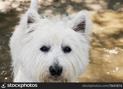 West Highlands Terrier portrait, in strict close up, horizontal image